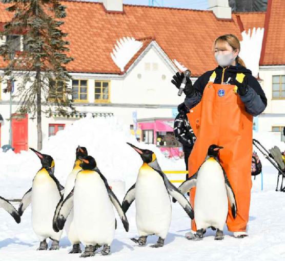 【星宇雪夢幻北海道5日】<br/>白色燈節.企鵝遊行.雪上三合一.函館百萬纜車.浪漫函館燈節.洞爺湖.螃蟹吃到飽(函館進出)